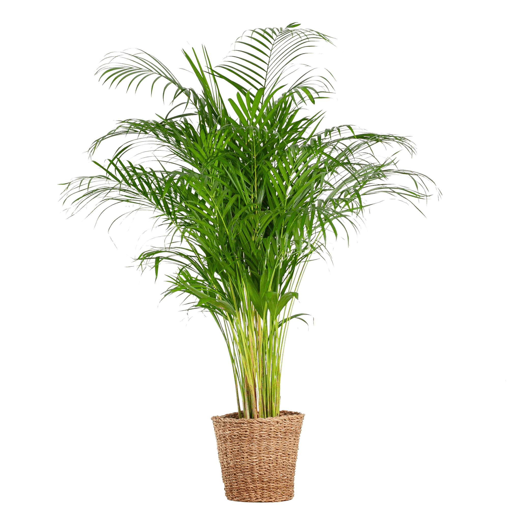 Areca Palm met luchtige groene gevederde bladeren in modern interieur