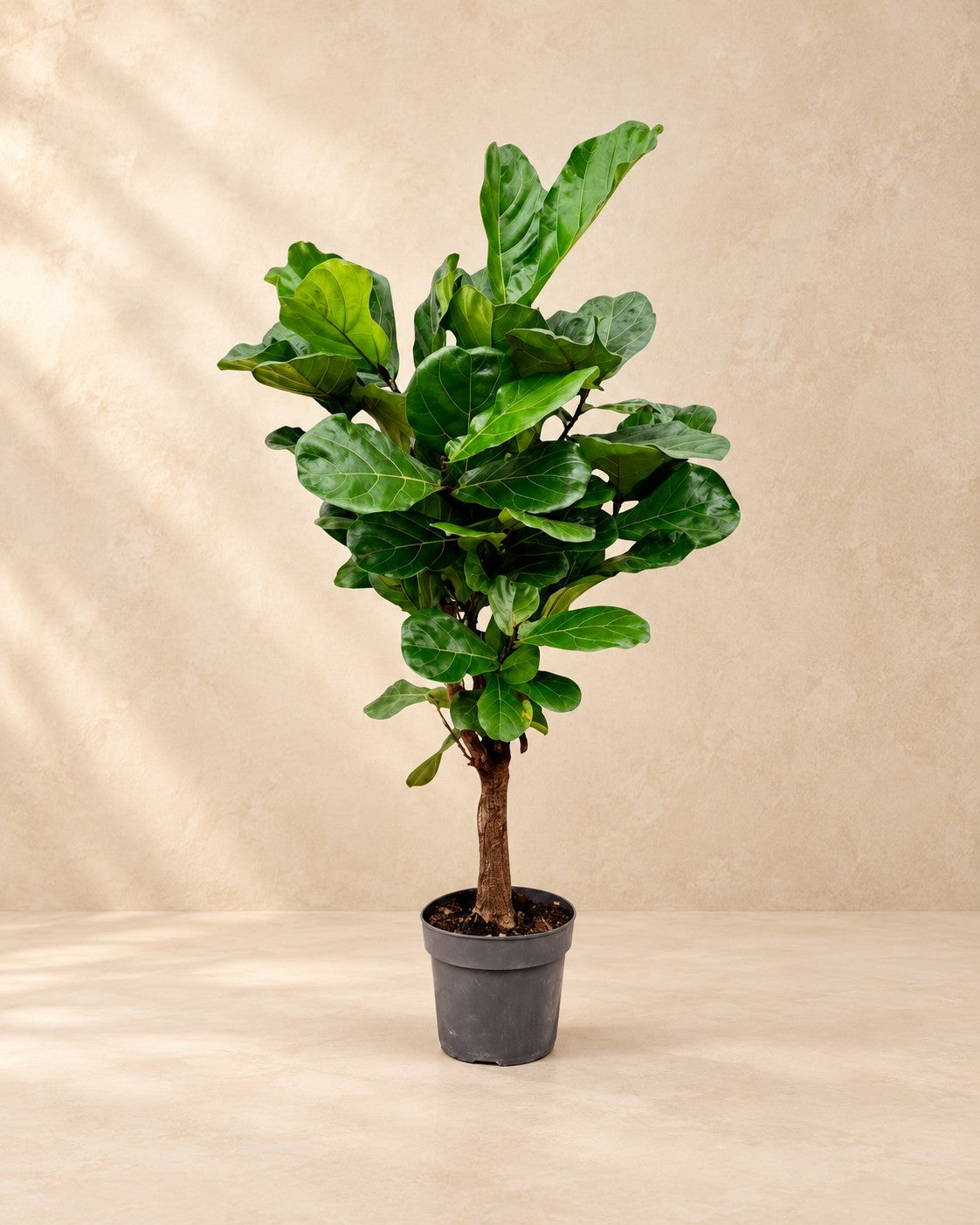 Vioolbladplant (Ficus lyrata) 140 cm in kweekpot