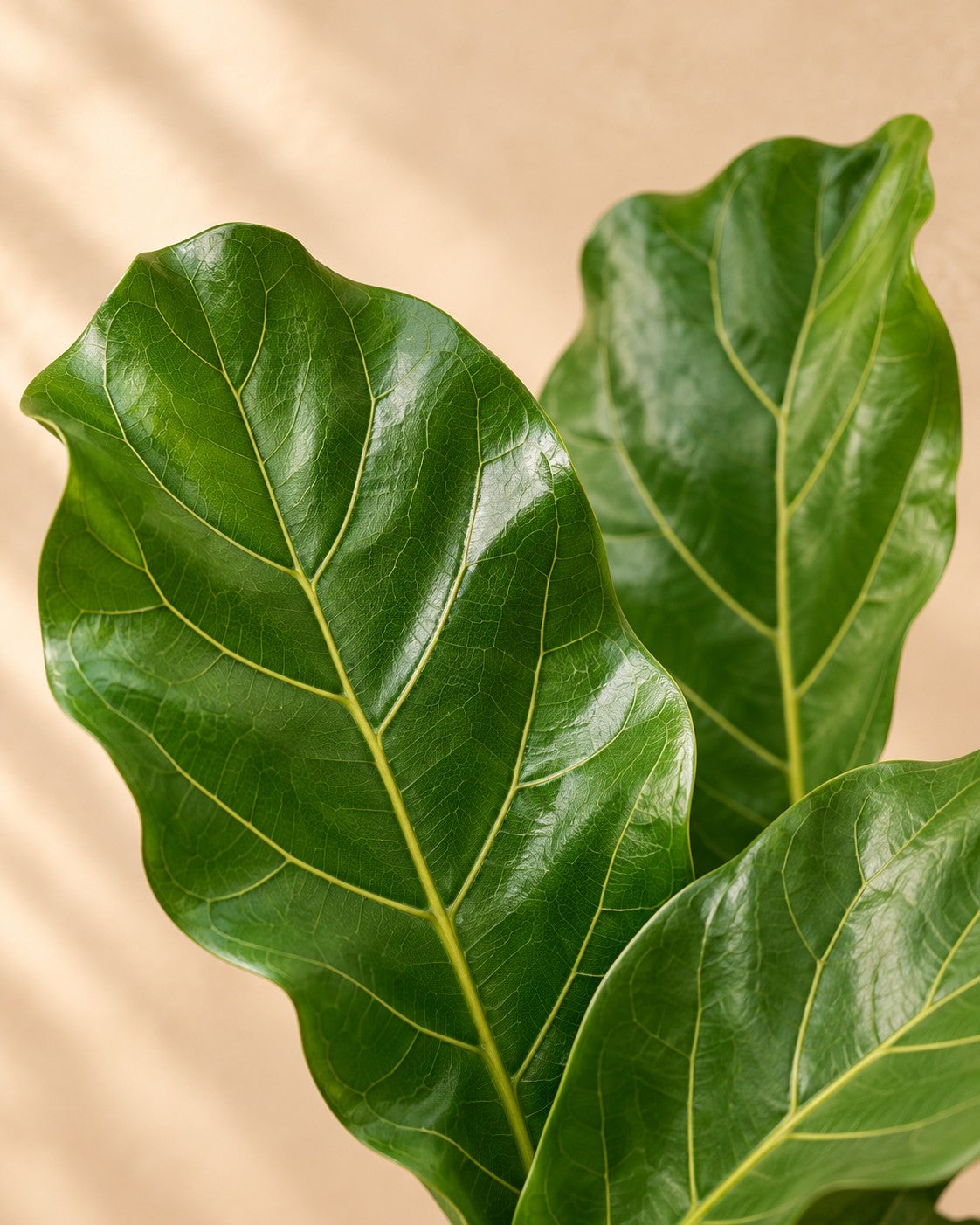 Close-up van het vioolvormige blad van de Ficus lyrata
