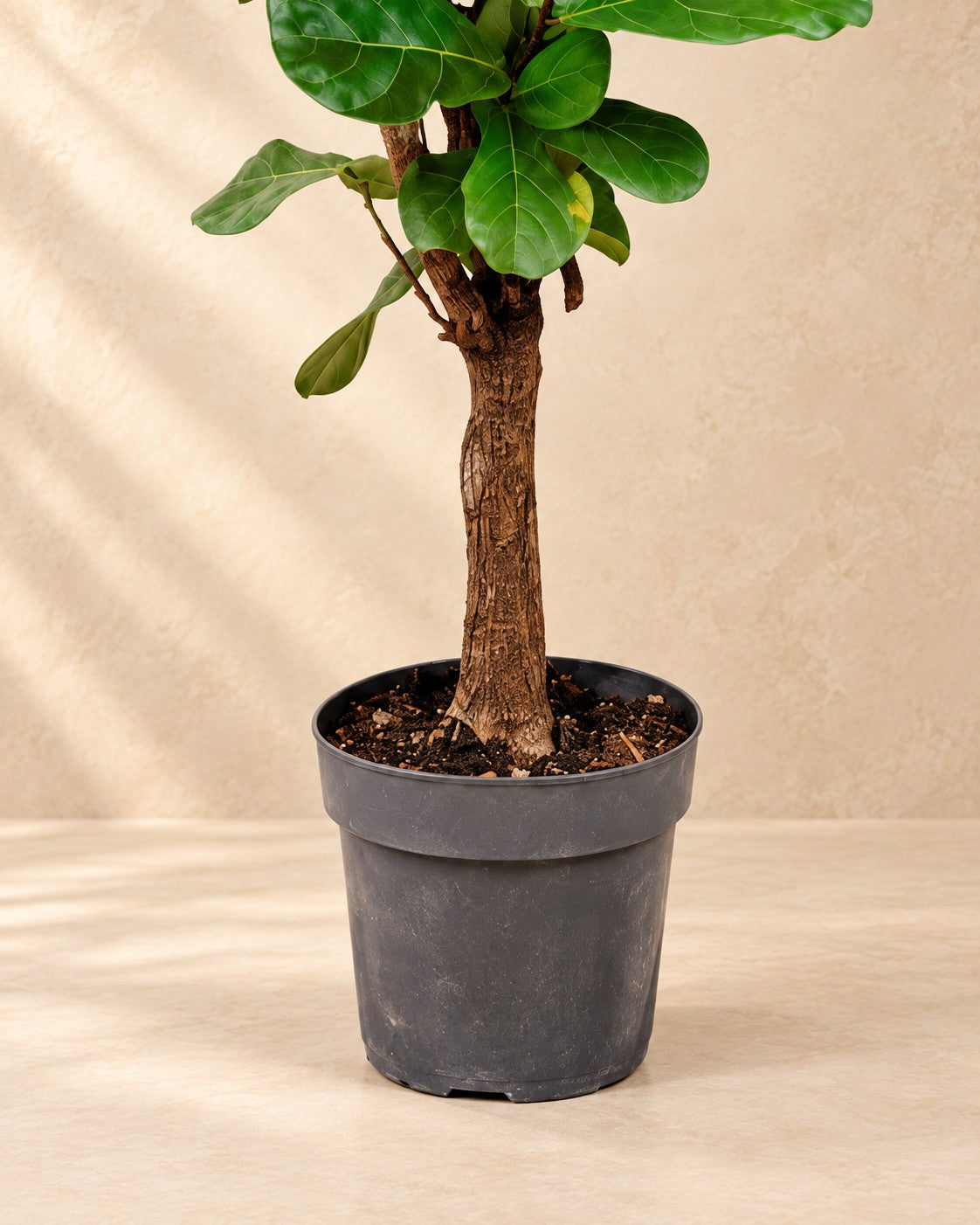 Stam en onderste bladeren van de Ficus lyrata