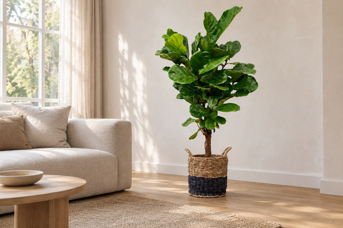Ficus lyrata van 140 cm in mand Vic in een lichte woonkamer
