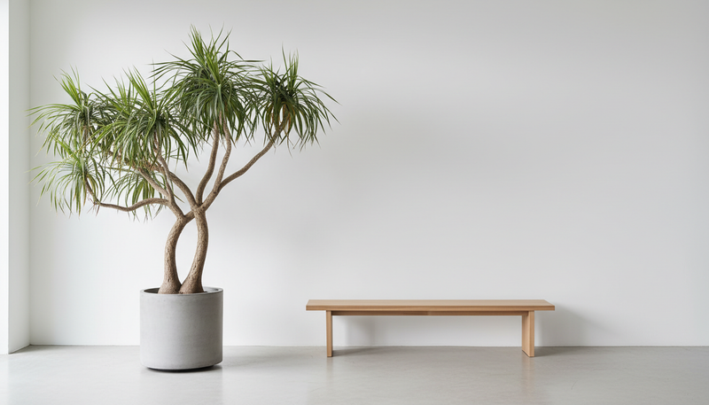 Dracaena