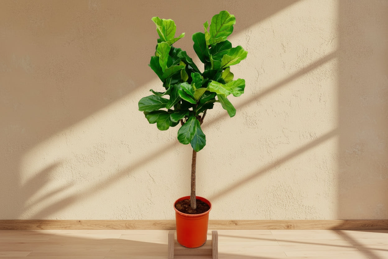 Ficus Lyrata tree ø27cm, 160cm high