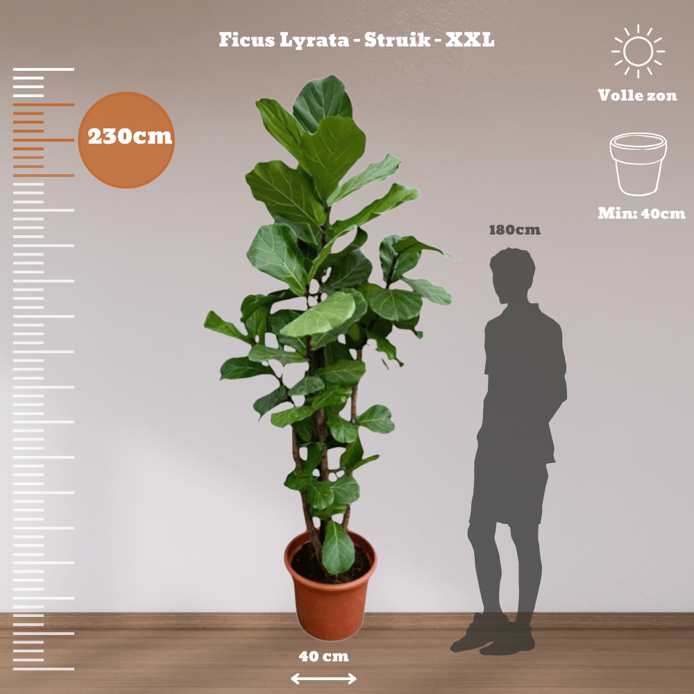 Ficus Lyrata in pot with size comparison, ideal for indoor spaces.