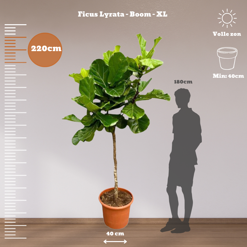 Ficus Lyrata, large fiddle leaf fig plant in pot, ideal for indoor decor, requires indirect sunlight.