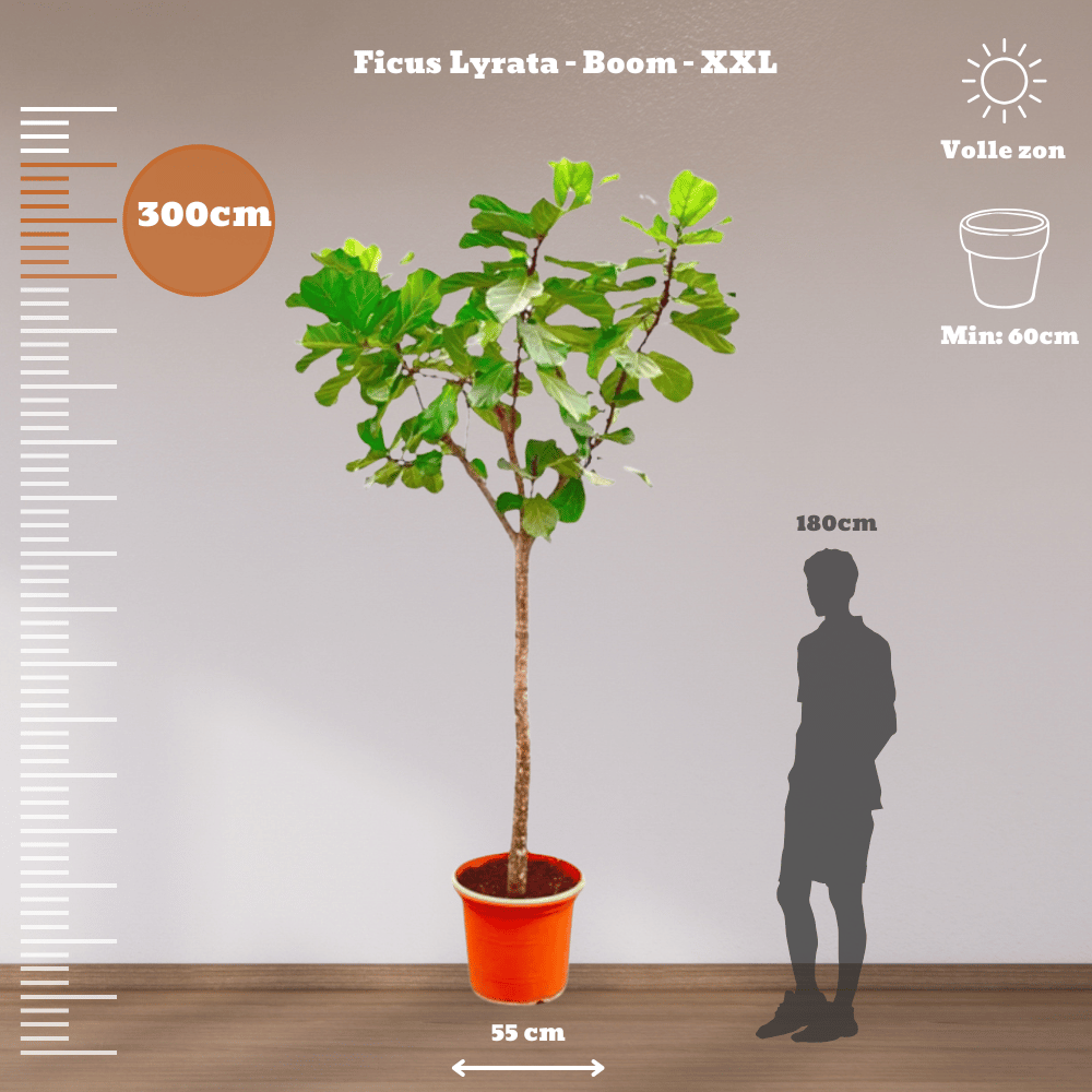 Ficus Lyrata XXL plant with large green violin-shaped leaves in a 55cm pot, ideal for indirect sunlight.