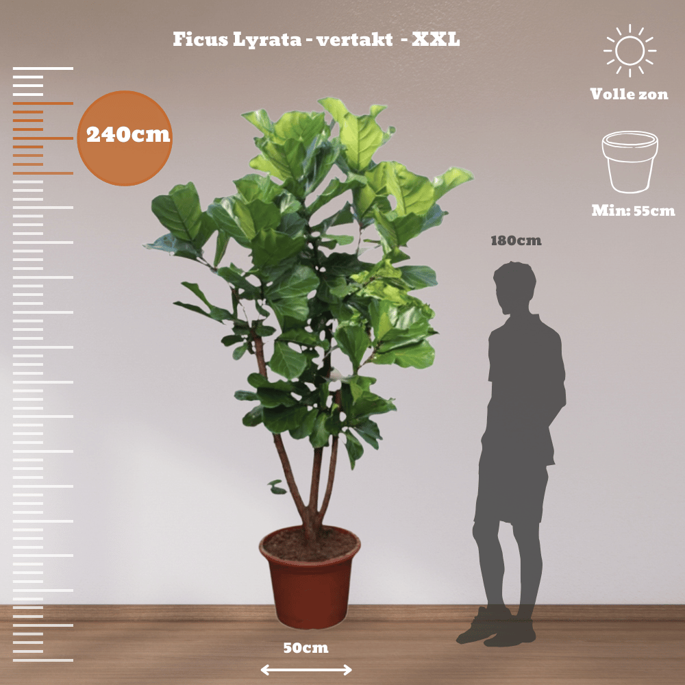 Ficus Lyrata plant with large violin-shaped leaves in a pot, placed next to a height scale for size comparison.