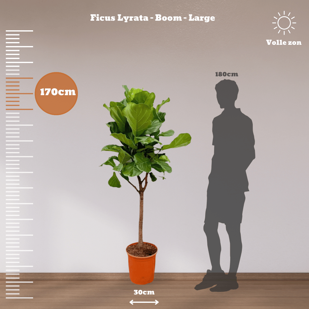 Ficus Lyrata in pot, measuring 170 cm tall with large, glossy violin-shaped leaves.