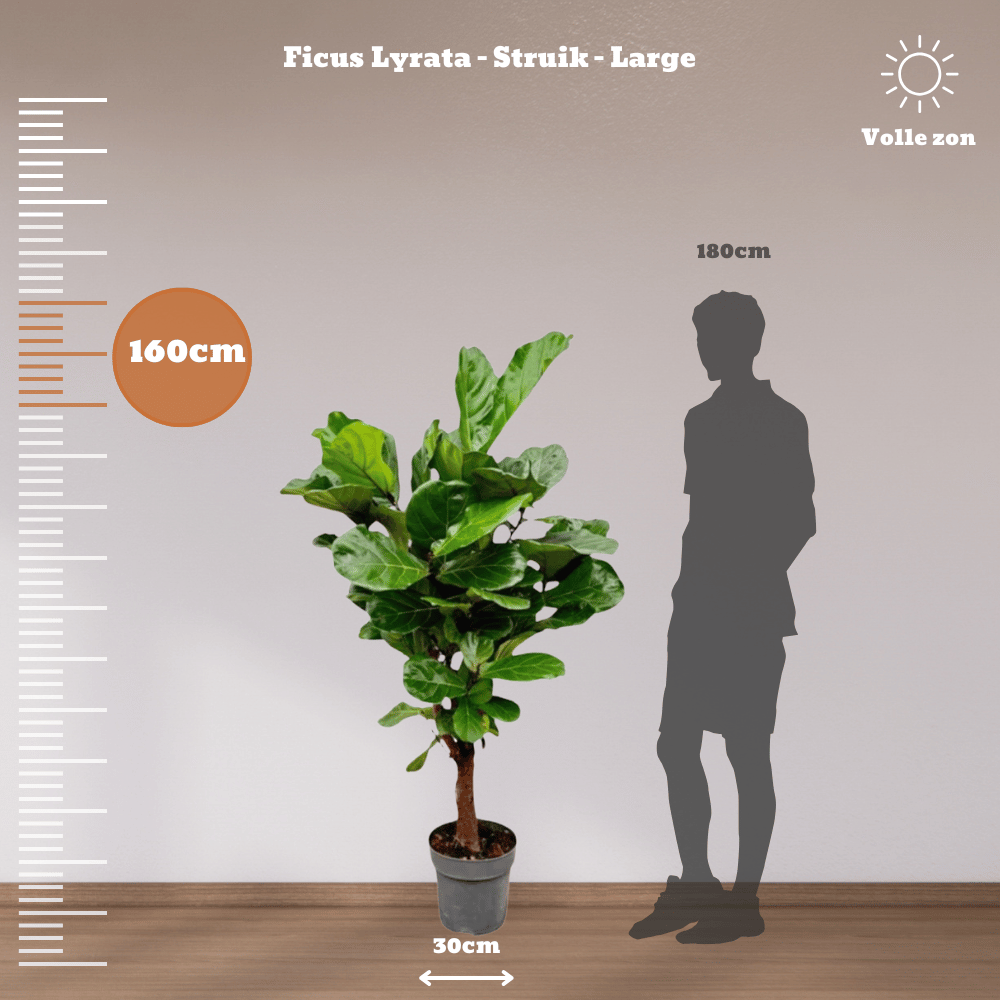 Ficus Lyrata plant with large violin-shaped leaves in pot, height comparison chart.