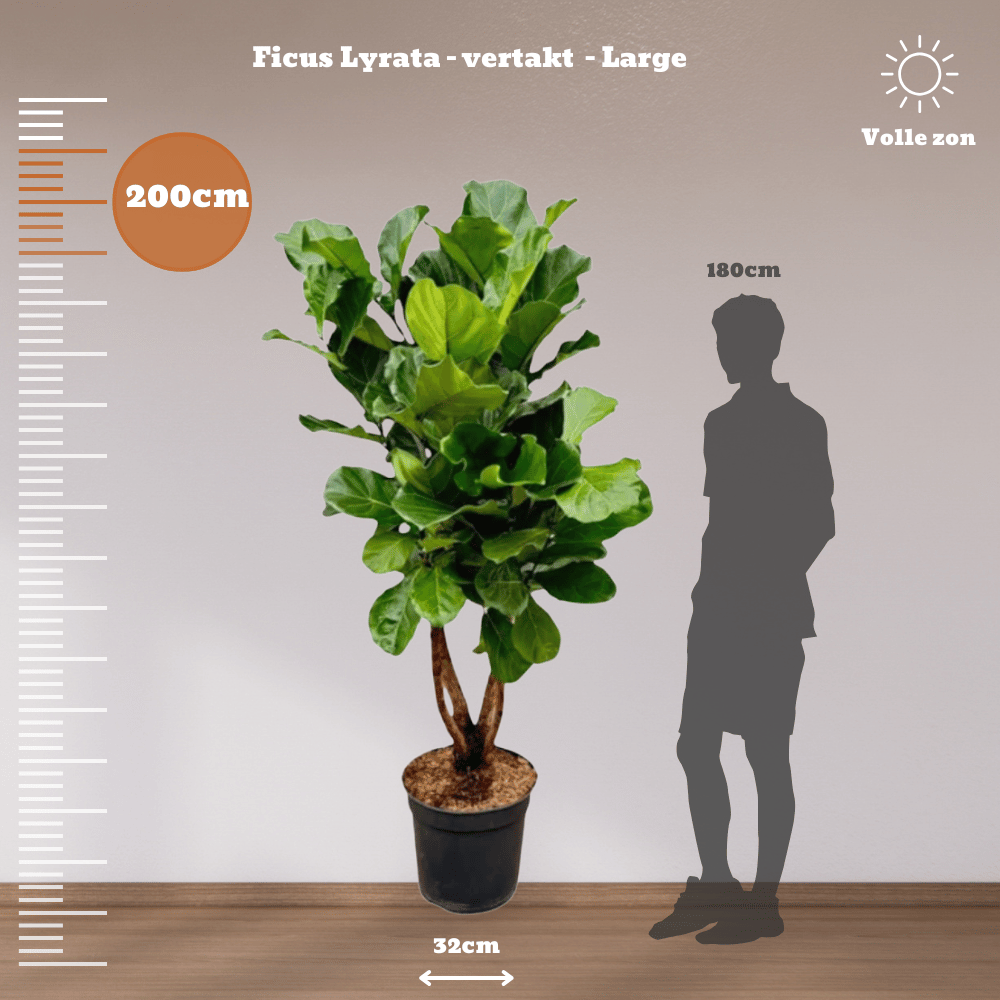 Ficus Lyrata plant with large violin-shaped leaves in a pot, measures 200cm tall, ideal for bright spaces, alongside silhouette for scale.
