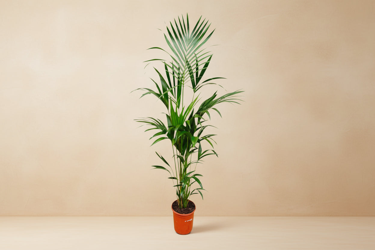 Kentia palm - 180cm - ⌀24 - XXLplant