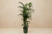 Kentia Palm 230cm XXLplant