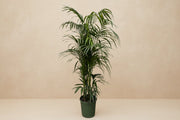 Kentia Palm 220cm - ø38