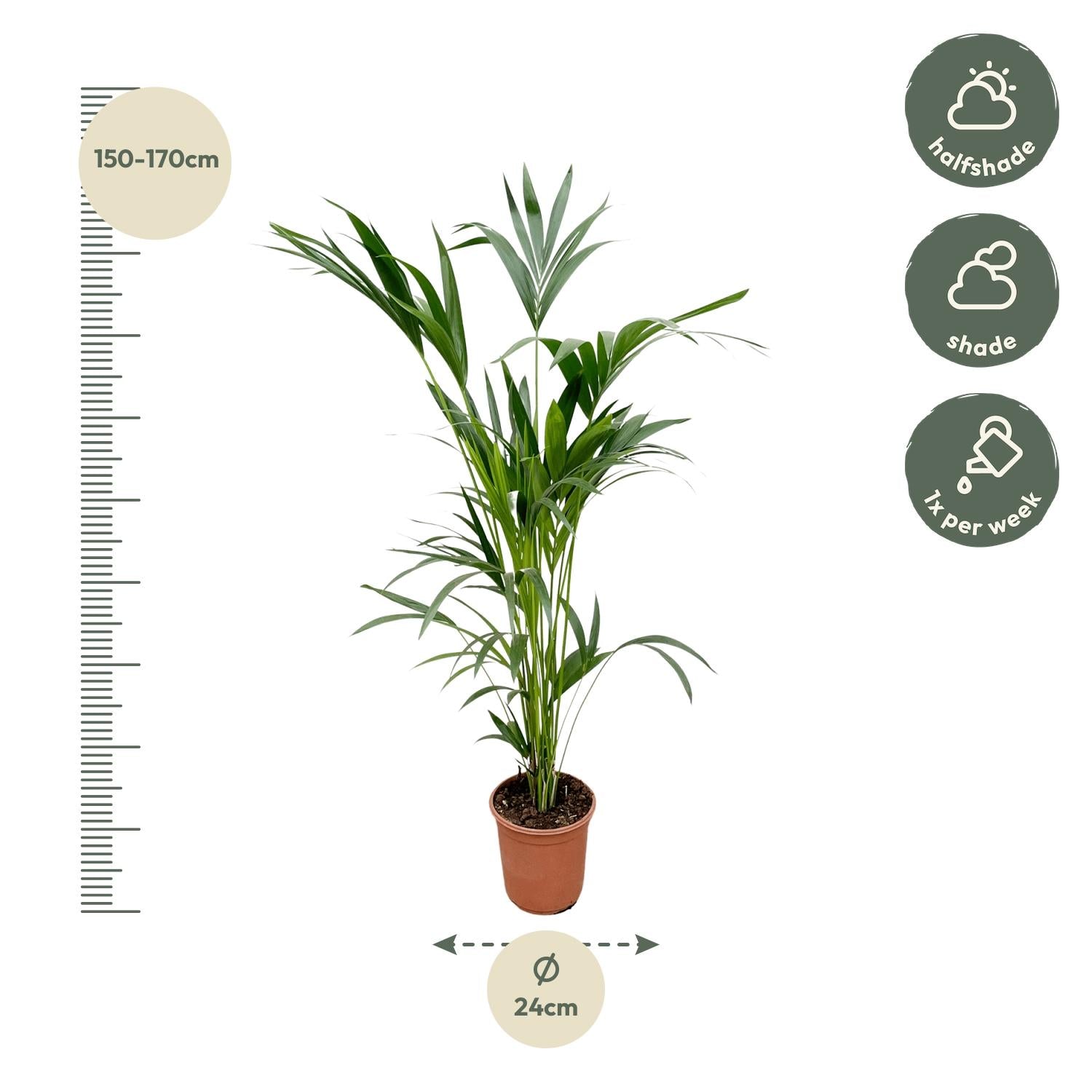 Kentia palm with long, dark green feathery leaves in a pot, ideal for indoor use.