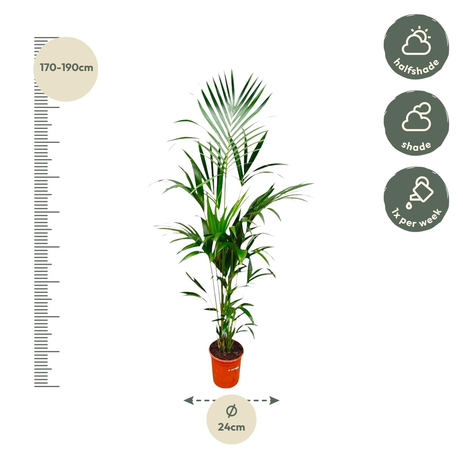 Kentia palm with elegant dark green feathery leaves, ideal for indoor and outdoor use, suitable for light or shaded areas, moderate watering needed.