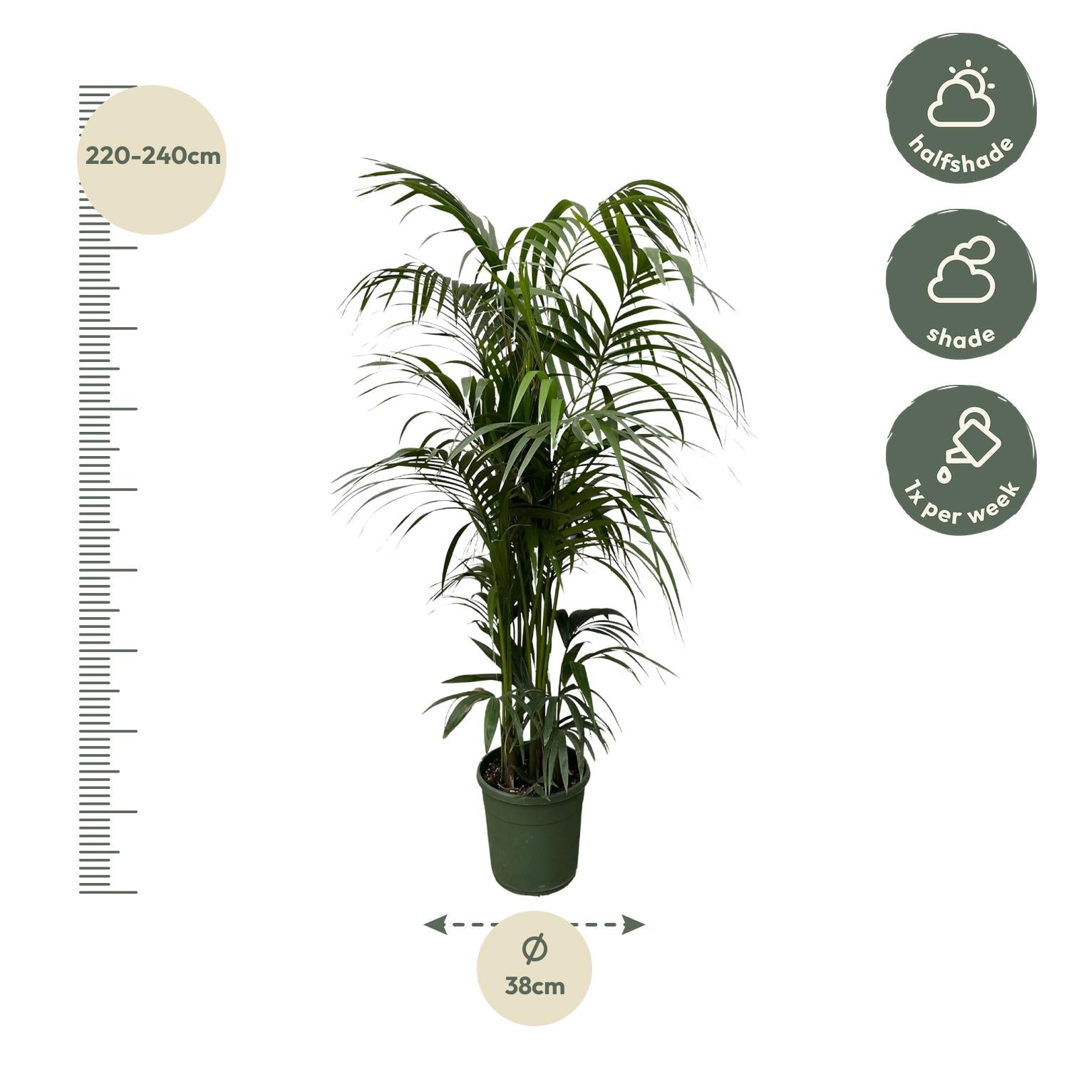 Kentia palm with long, dark green feathery leaves in a pot; ideal for indoor and outdoor use in warm climates.