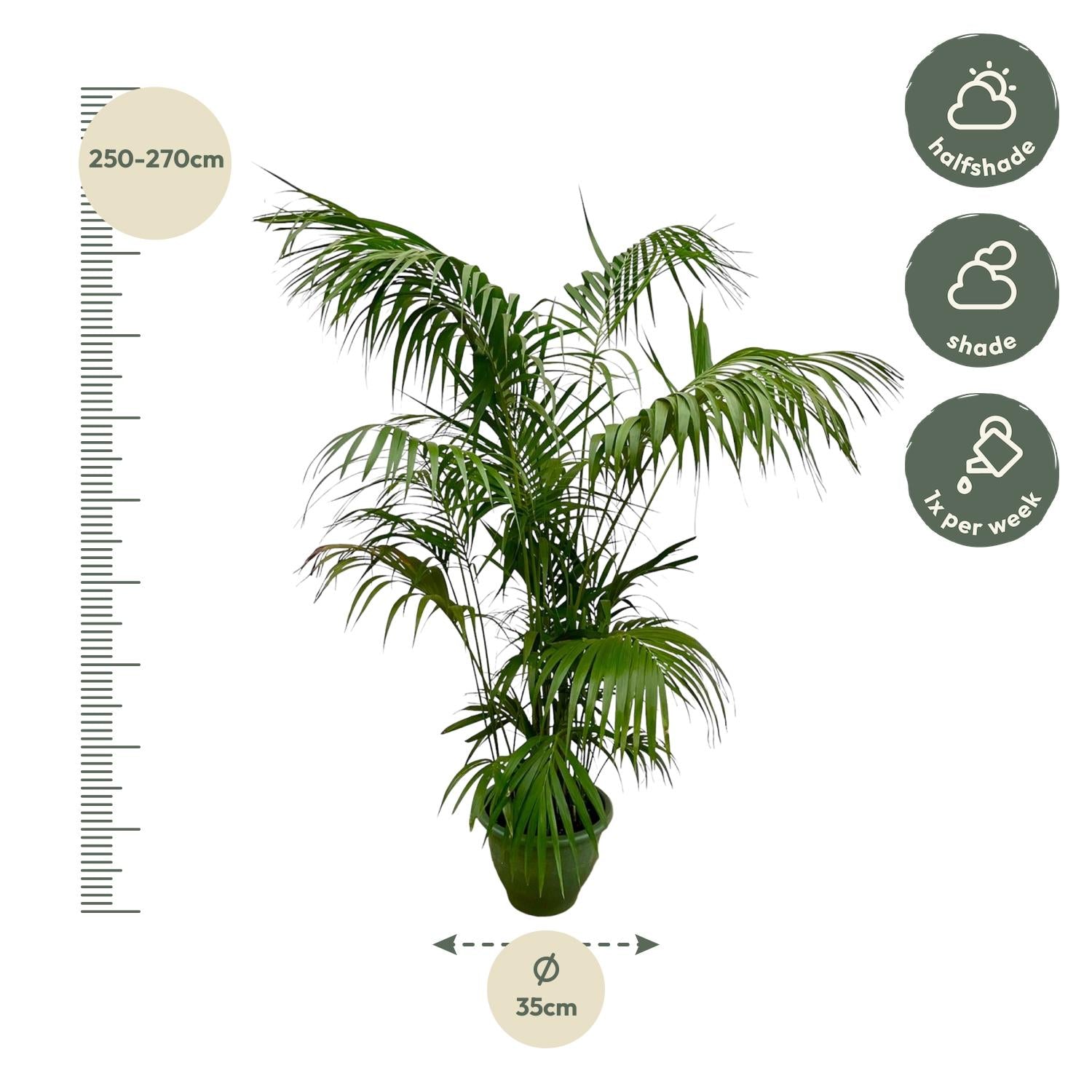 Kentia palm with elegant arching dark green leaves and a tropical appearance, suitable for both sunny and shaded areas.