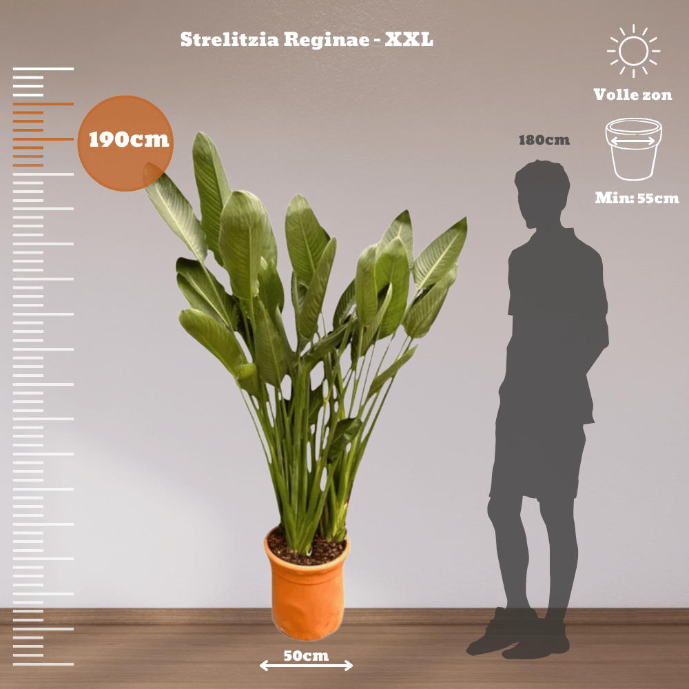 Strelitzia Reginae - XXLplant