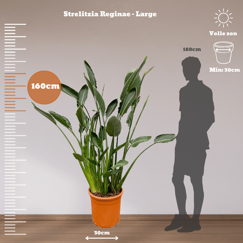 Strelitzia Reginae - XXLplant