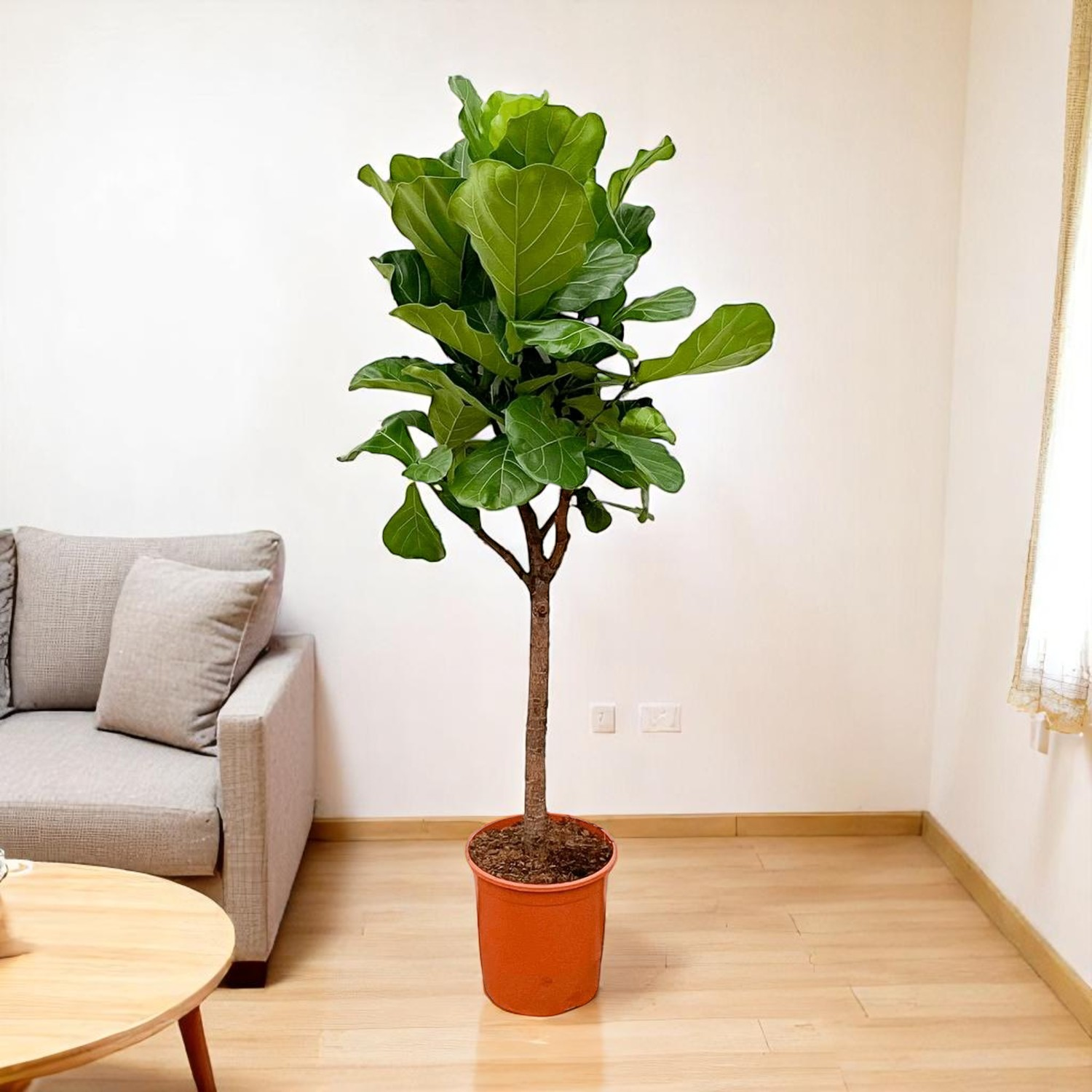 Ficus Lyrata, indoor plant with large fiddle-shaped leaves, in a living room setting.