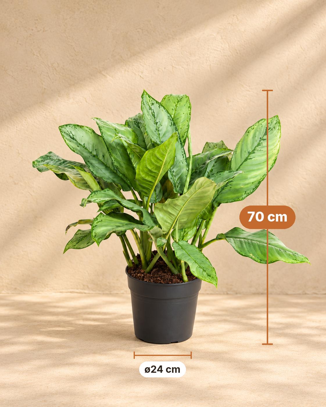 Kolbenfaden 70 cm hoch, Topf ø24 cm