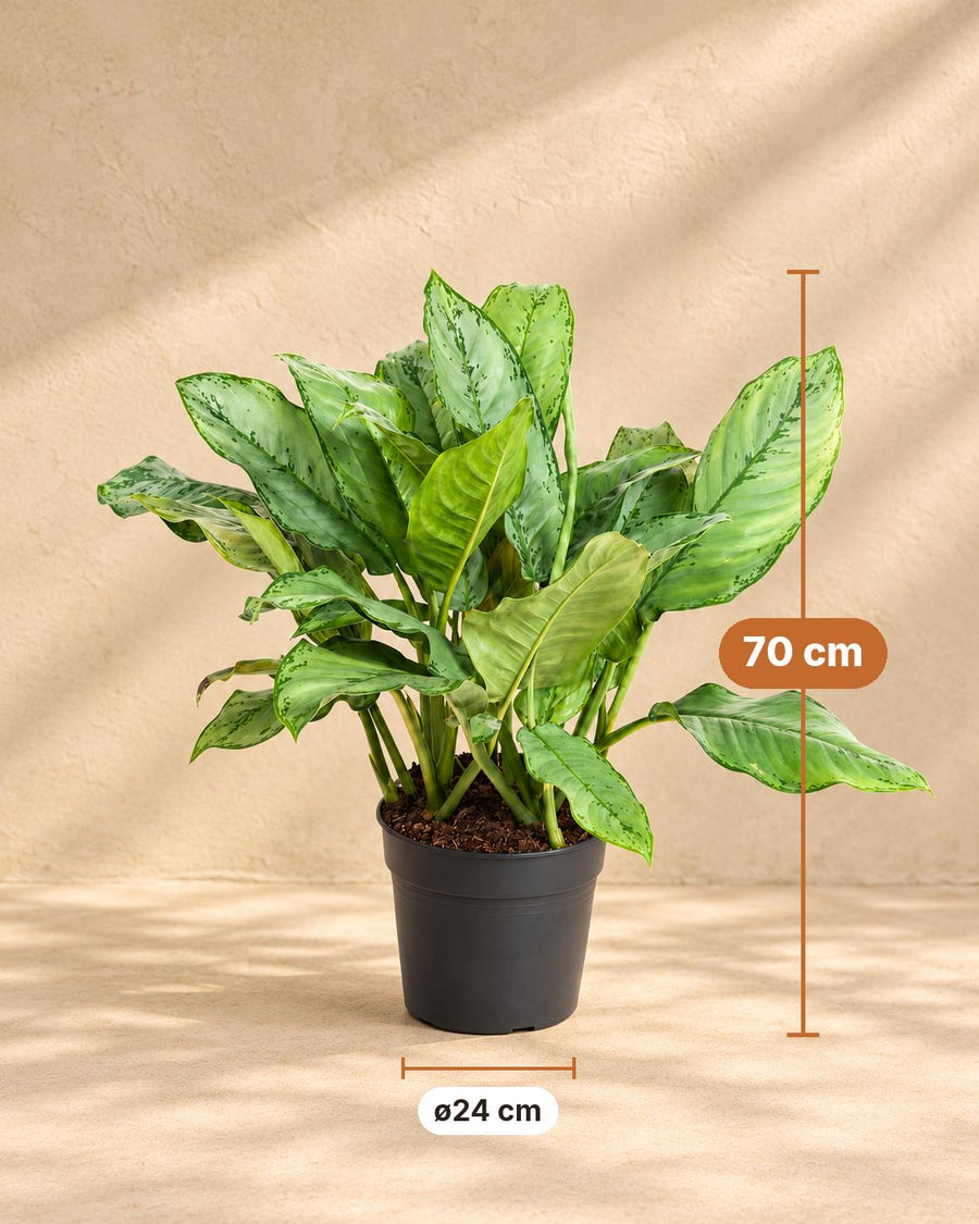 Kolbenfaden (Aglaonema 'B.J. Freeman') 70 cm hoch, Topf ø24 cm