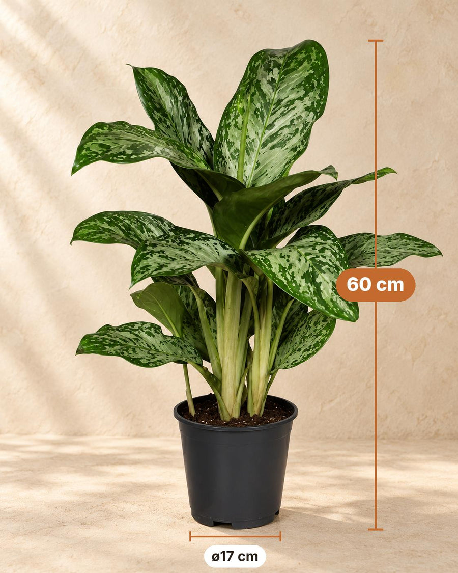 Aglaonema 'Greenlight' 60 cm hoog, pot ø17 cm