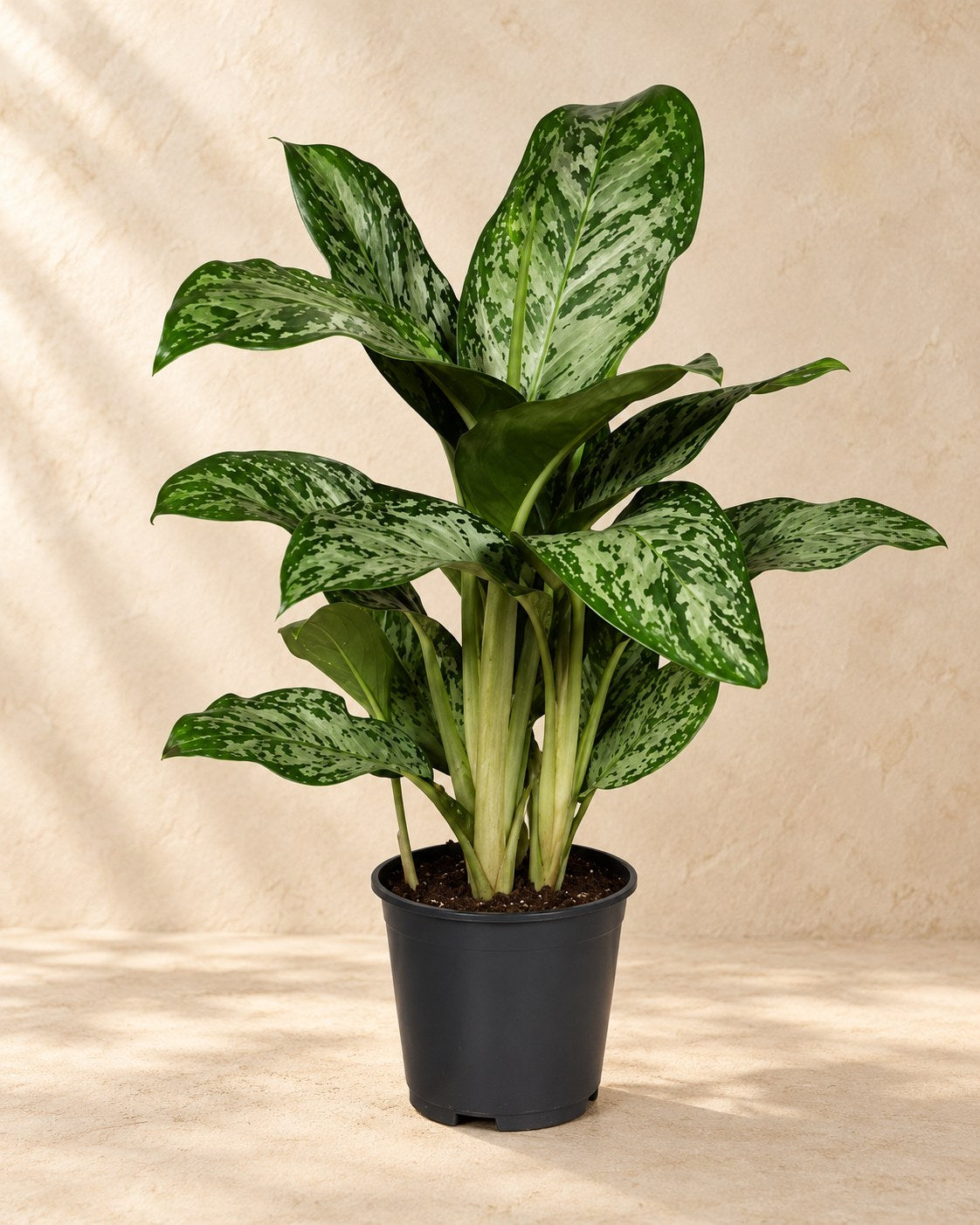 Aglaonema 60 cm høj, potte ø17 cm