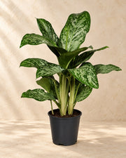 Aglaonema 'Greenlight'