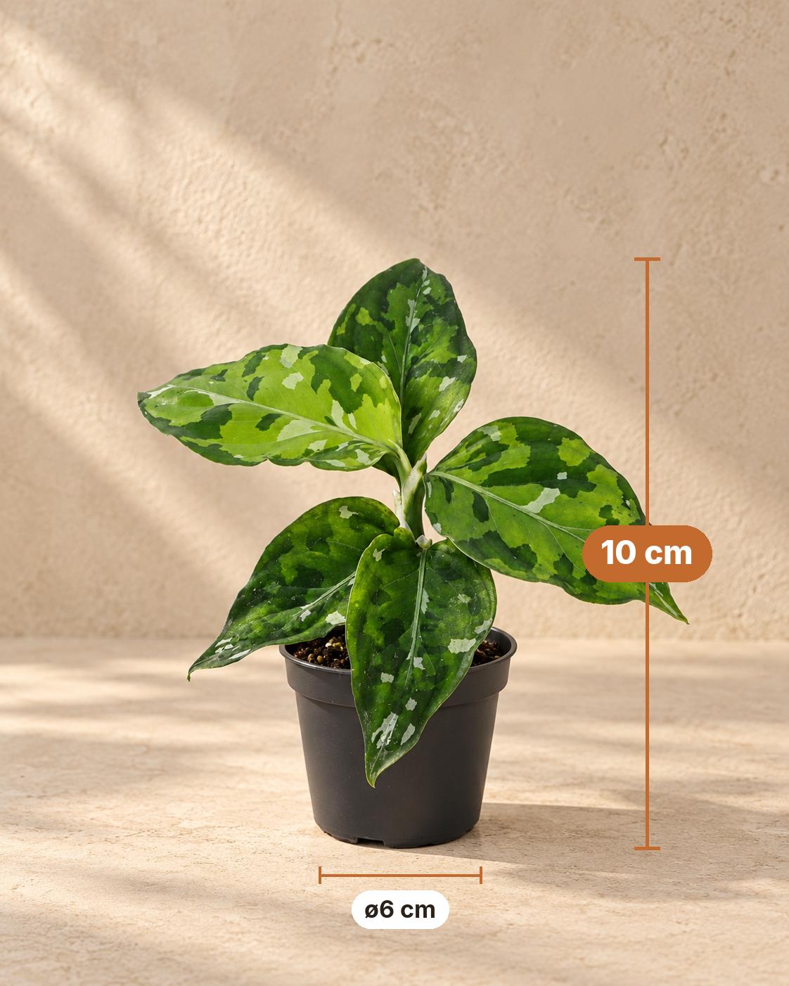 Aglaonema pictum 'Tricolor' 10 cm wysokości, doniczka ø6 cm
