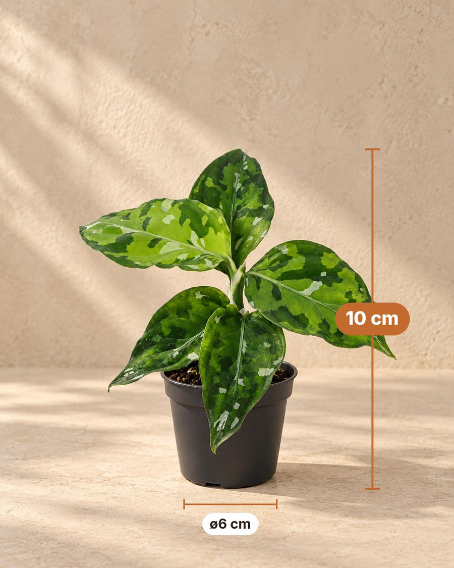 Aglaonema pictum 'Tricolor' 10 cm wysokości, doniczka ø6 cm