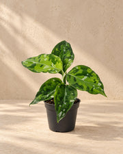 Aglaonema pictum 'Tricolor' 10 cm wysokości, doniczka ø6 cm
