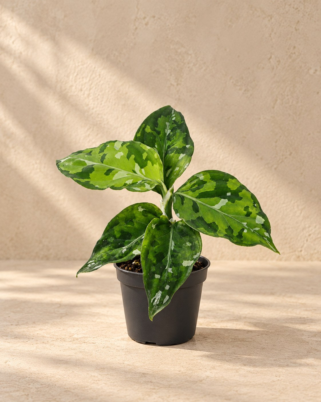 Aglaonema pictum 'Tricolor' 10 cm wysokości, doniczka ø6 cm