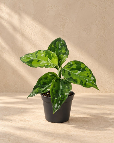 Aglaonema pictum 'Tricolor' 10 cm wysokości, doniczka ø6 cm