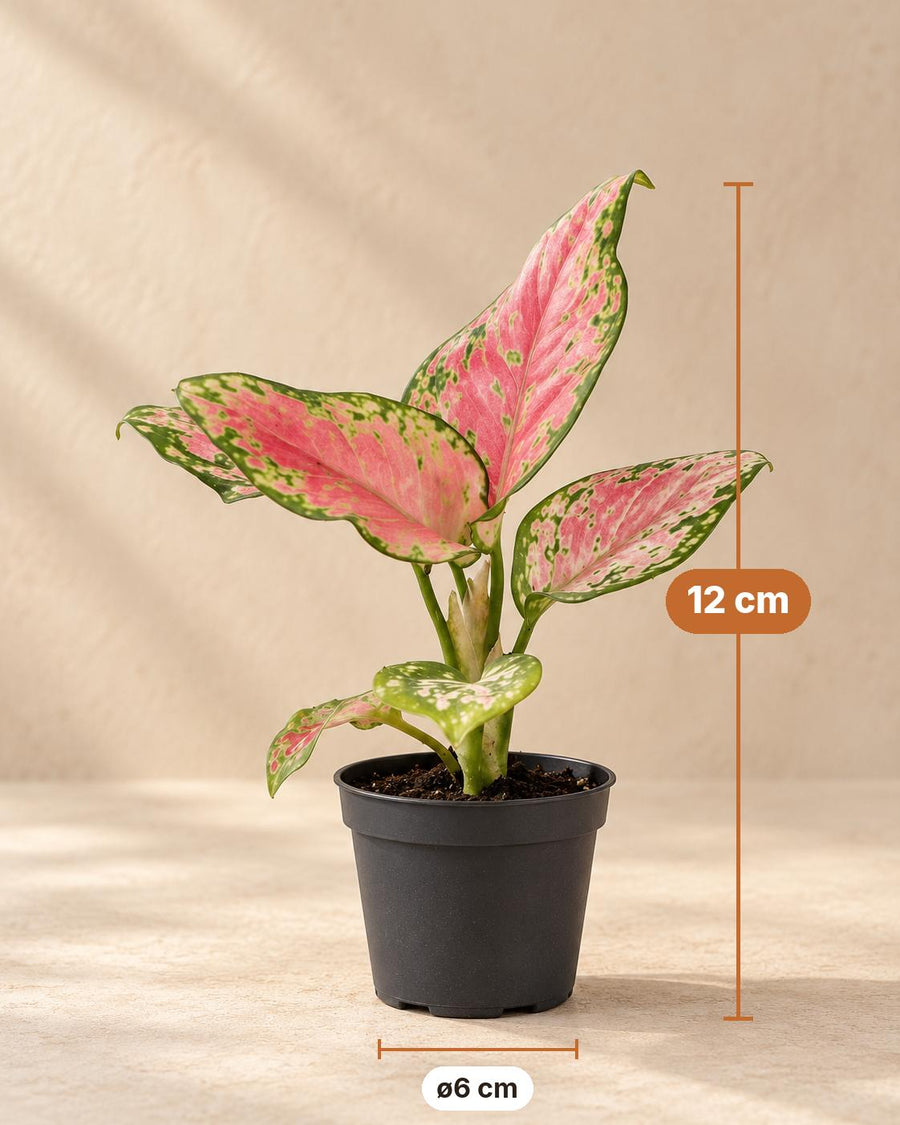 Aglaonema (Aglaonema 'Red Valentine') 12 cm wysokości, doniczka ø6 cm