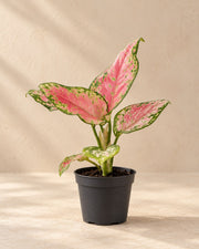Aglaonema 12 cm wysokości, doniczka ø6 cm