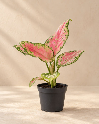 Aglaonema 12 cm wysokości, doniczka ø6 cm