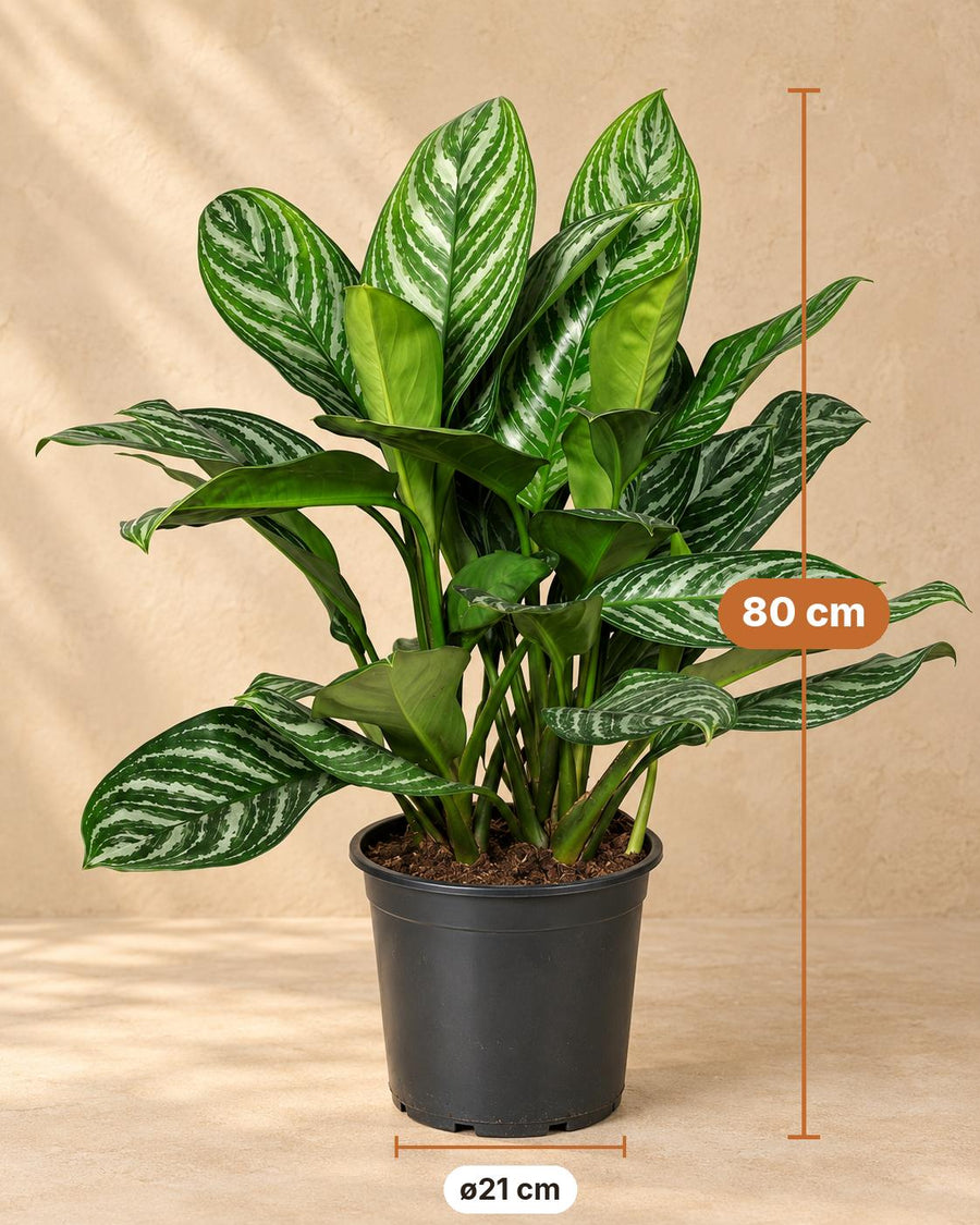 Aglaonema 'Stripes' 80 cm wysokości, doniczka ø21 cm