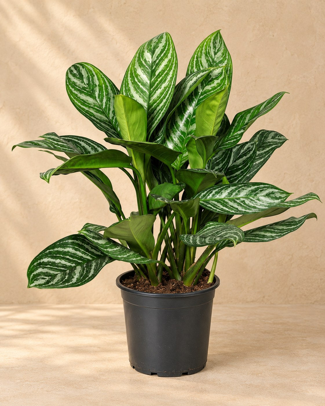 Aglaonema 'Stripes' 80 cm wysokości, doniczka ø21 cm