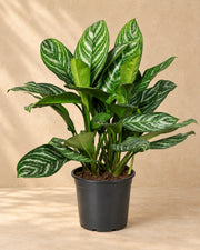 Aglaonema 'Stripes' 80 cm wysokości, doniczka ø21 cm