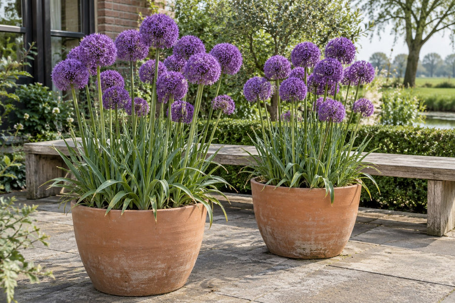 Allium Bulbs Gladiator (Allium)