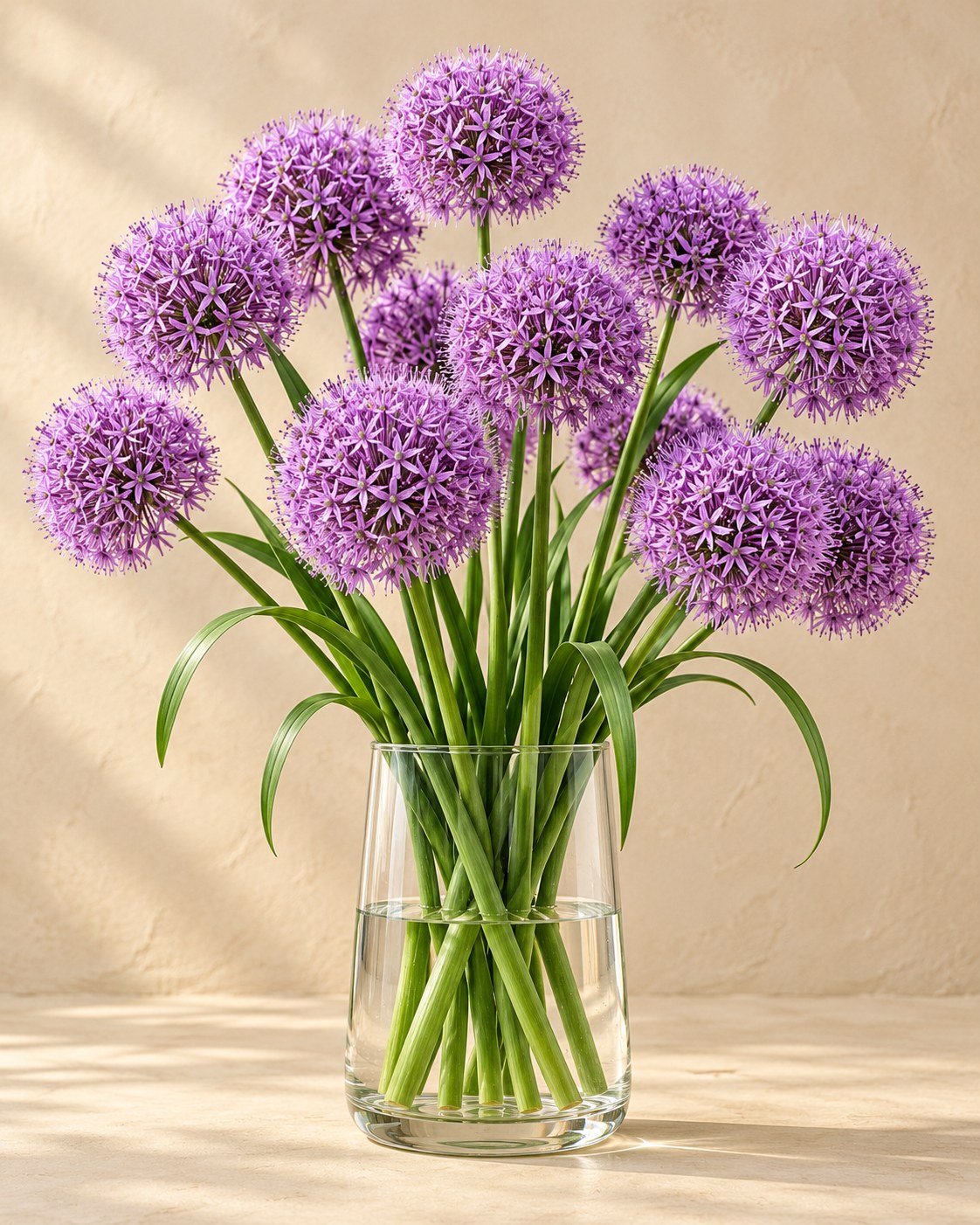 Allium Bulbs Gladiator in flower in a vase