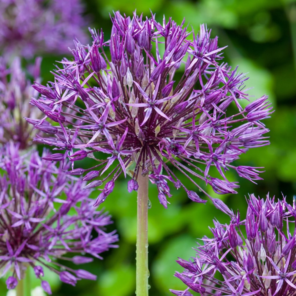 Allium Bulbs Purple Rain in flower