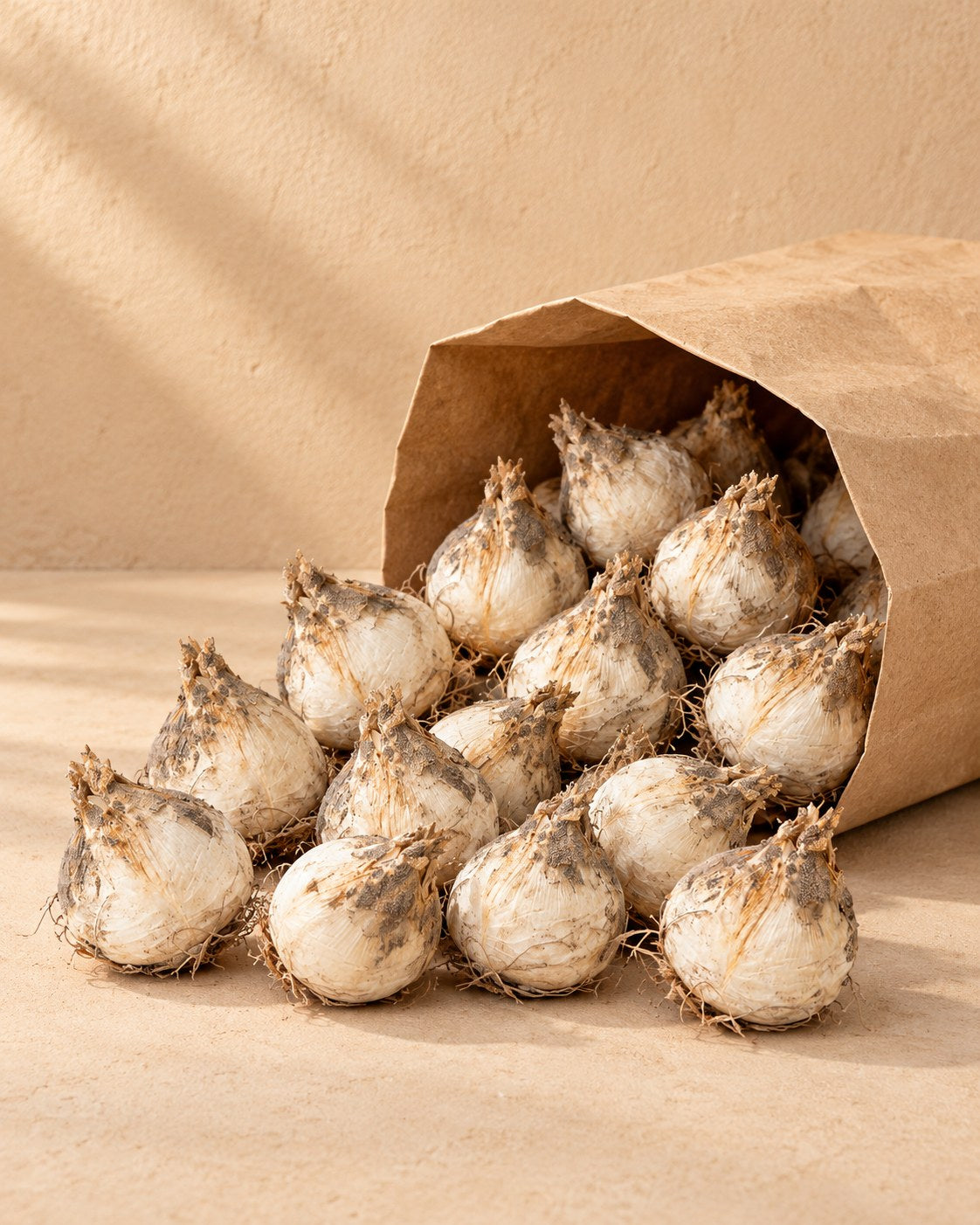 Bulbs of Allium bulbs Caeruleum