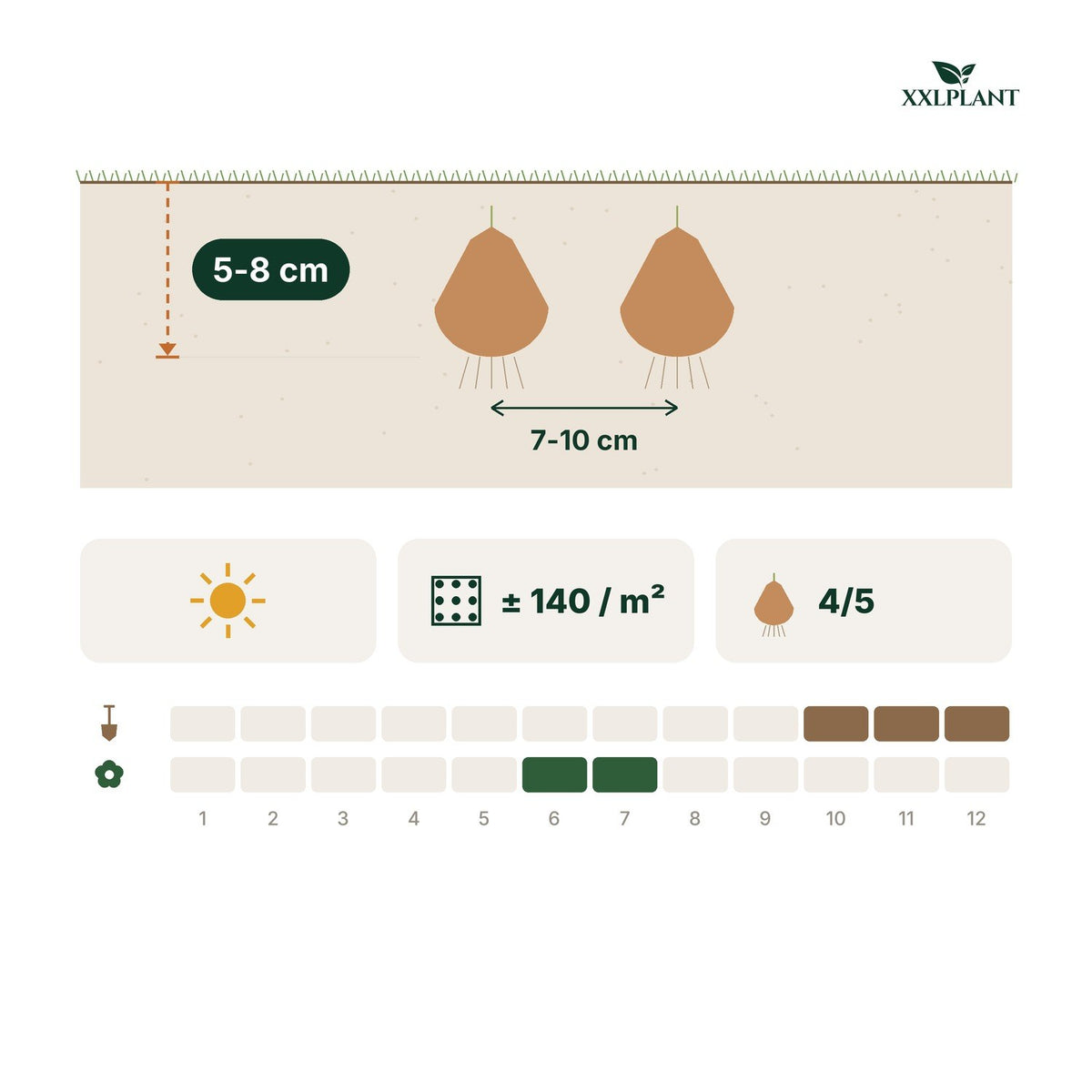 Planting card Allium bulbs Caeruleum: 5-8 cm deep, 7-10 cm apart