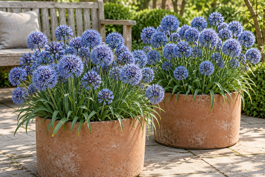 Allium bulbs Caeruleum (Allium caeruleum)