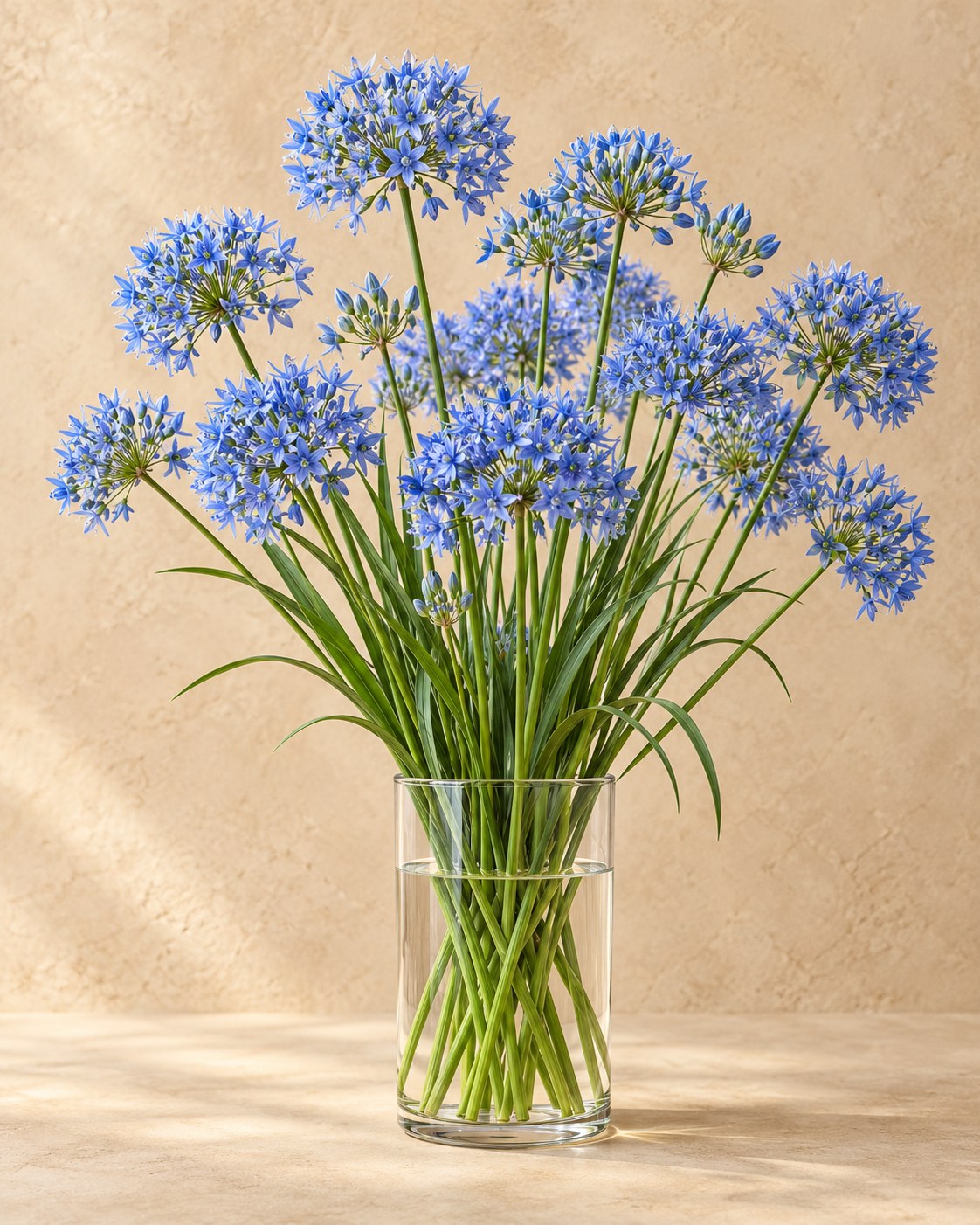 Allium bulbs Caeruleum in flower in a vase