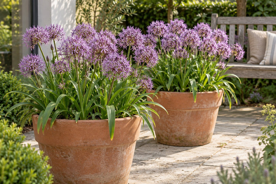 Prydlökar Christophii (Allium)