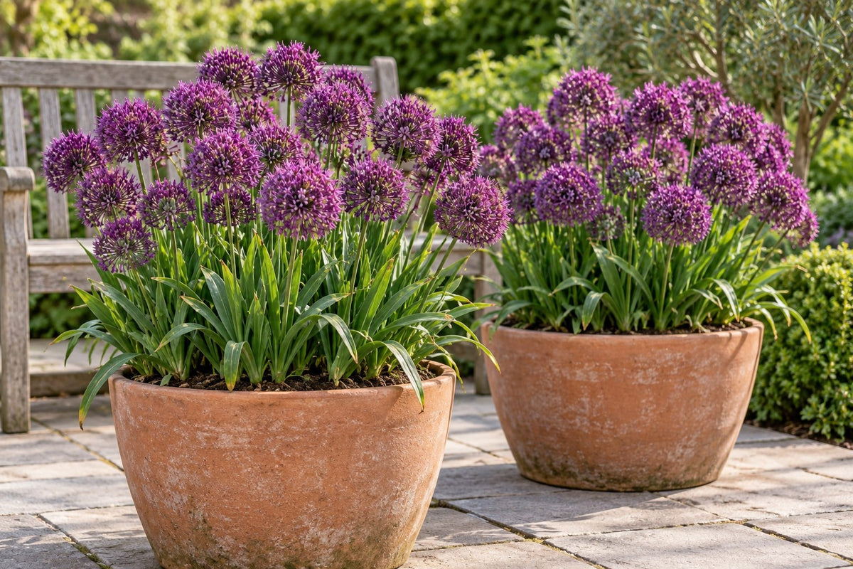 Bulbos de allium Miami en flor en macetas en una terraza