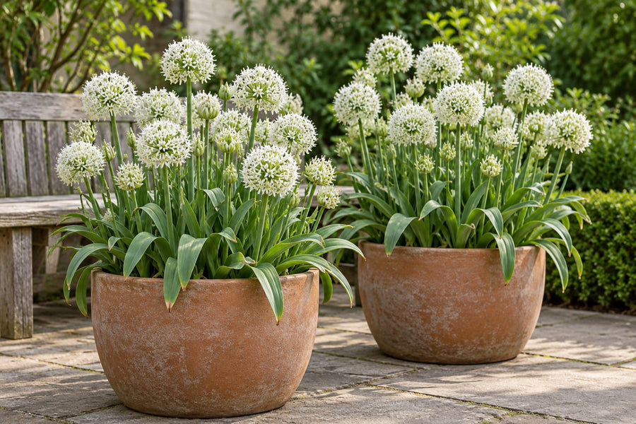 Allium Bulbs Mount Everest (Allium)